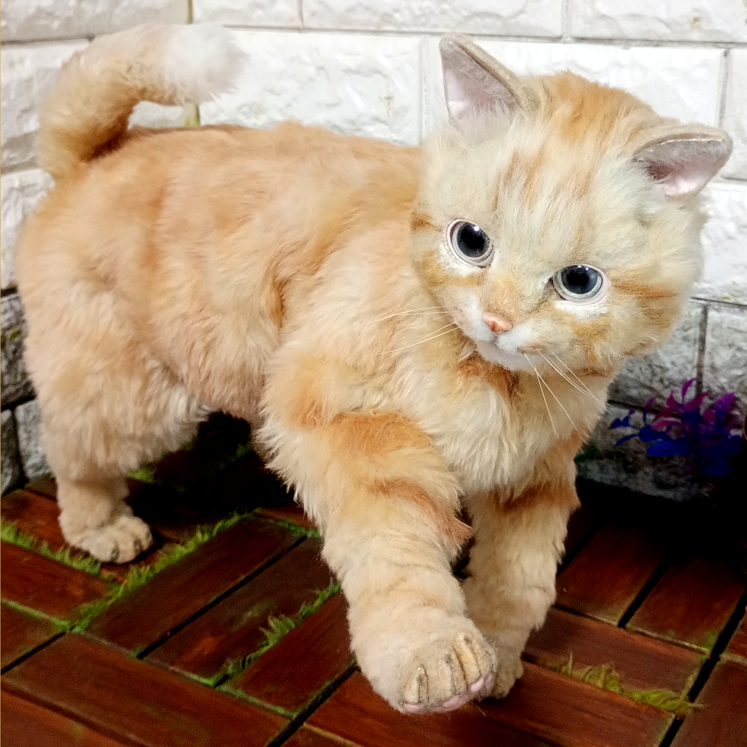 チャトラの自在猫