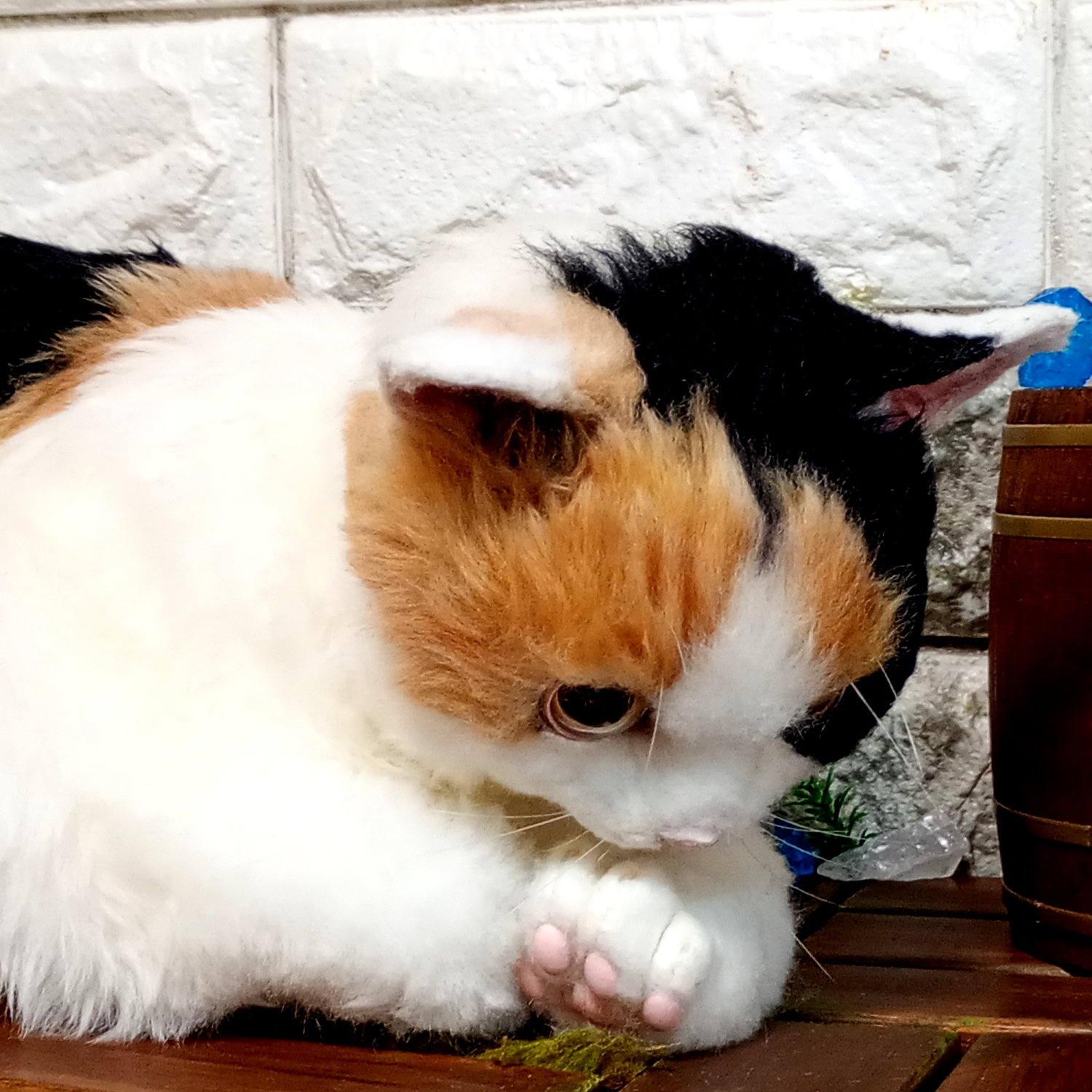 三毛猫の自在猫