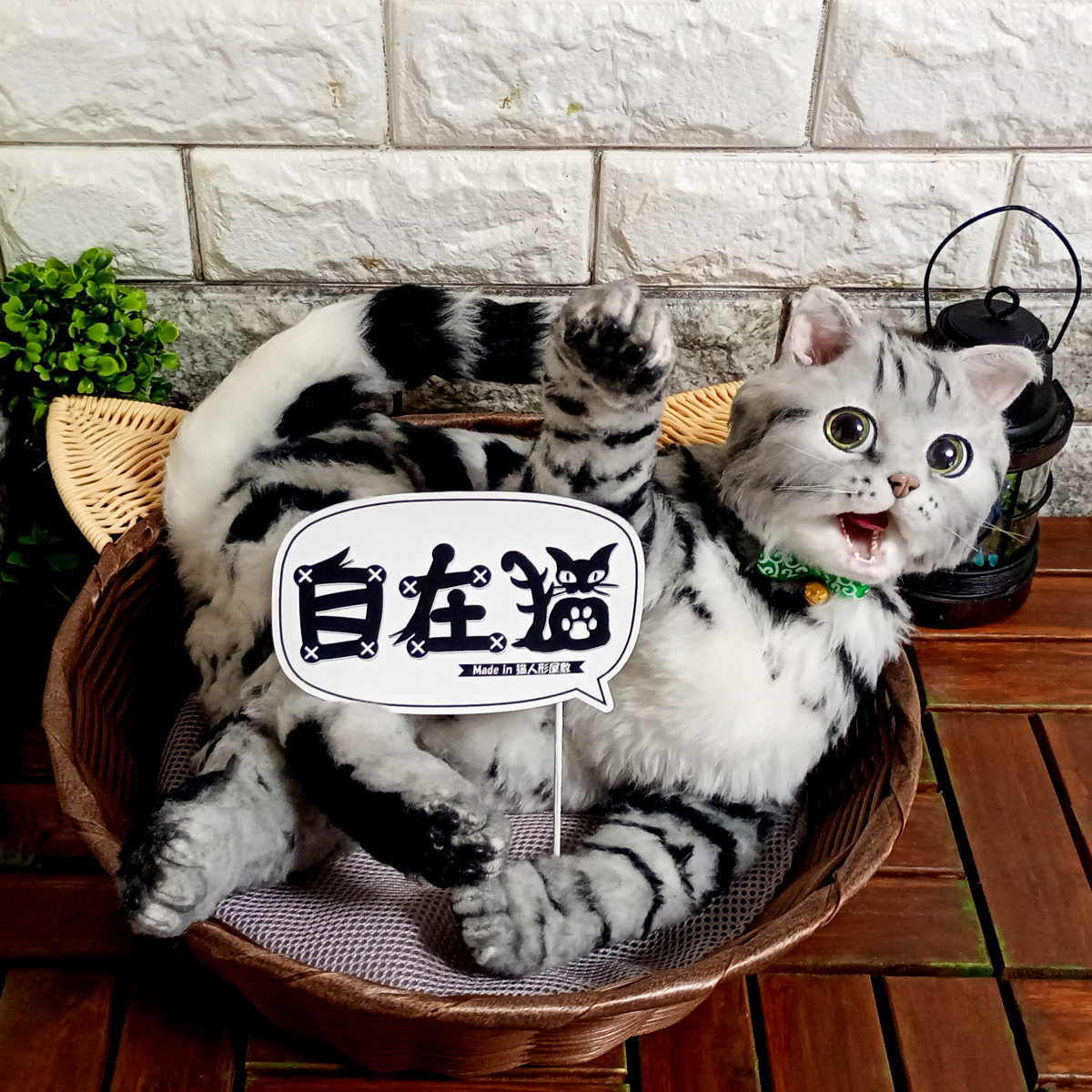 アメリカンショートヘアの自在猫